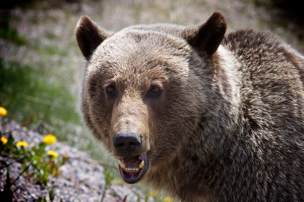 Mountain view and wildlife area