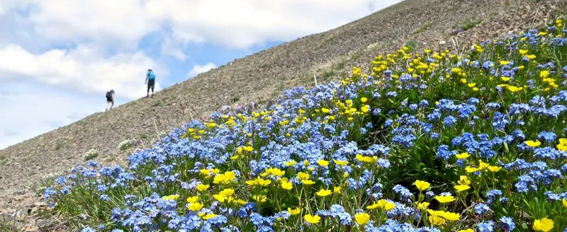 Snow-covered lodge buildings in winter wonderland setting