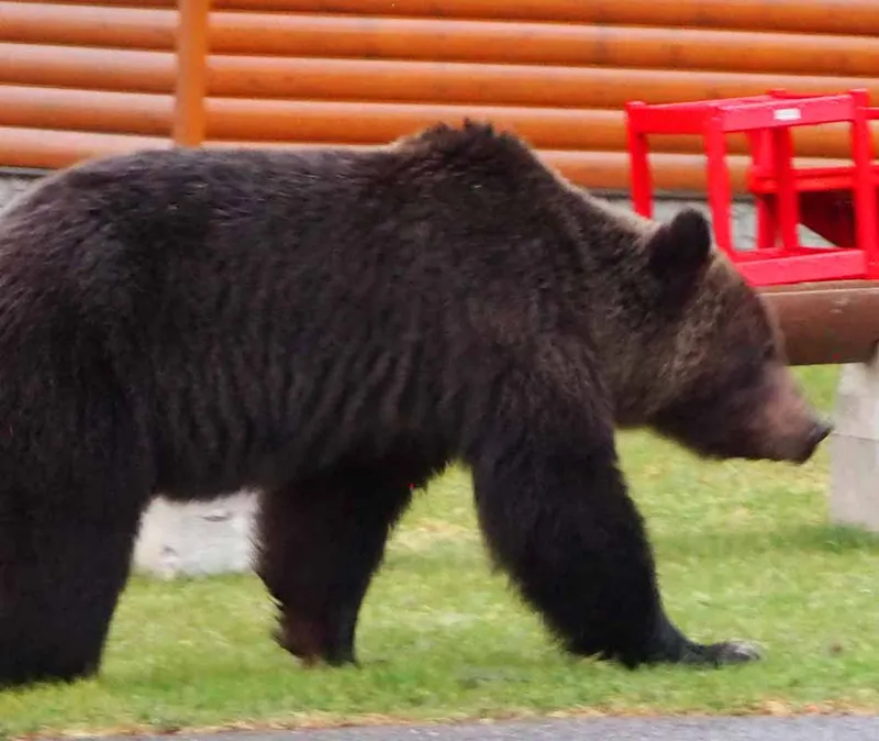 Black bear walking near Becker's Chalets log building with red window trim.